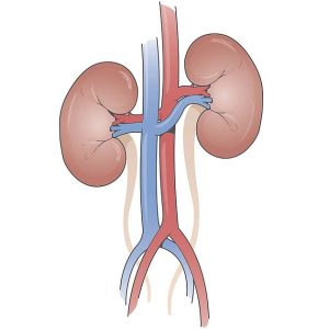 csm_BAS021_kidneys-drawing_e274204379